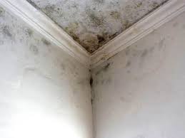 Trusted Cochranton, PA Mold Removal Experts